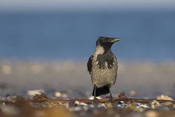 A hooded crow (corvus corax) foraging on the beach of Heligoland. Perched on the branches of the beach in the morning sun.