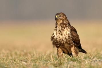 Common buzzard (Buteo buteo)