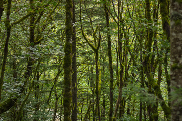 Fototapeta na wymiar busy rainforest in washington, USA