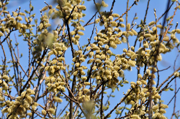Early spring flowering Salix caprea