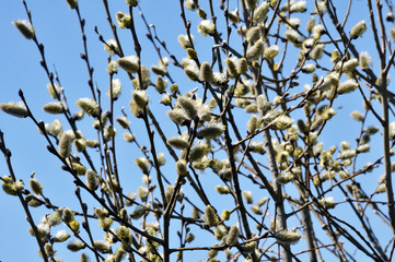 Early spring flowering Salix caprea