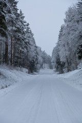 Winter road through spruce forest