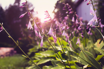 Blooming with small purple flowers Hosta in landscape design of the park and garden. Tinted photo