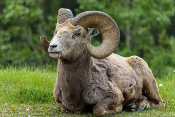 Bighorn Ram - A close-up front view of a bighorn sheep ram resting on a green meadow at edge of a mountain forest near Two Jack Lake, Banff National Park, Alberta, Canada.