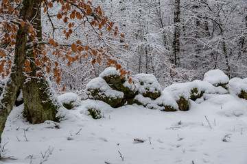 Stoneware in snow-covered beech forest