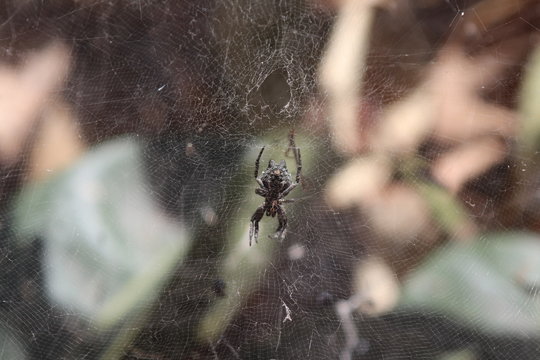 Ara&ntilde;a tejedora