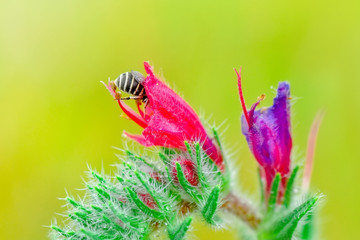 Beautiful  Bee macro in green nature - Stock Image