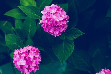 Obraz premium Hydrangea flowers and green leaves background,Dark and Grain and film tone. Copy space