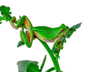Beautiful Europaean Tree frog Hyla arborea - Stock Image