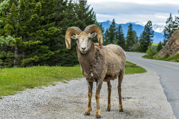 Fototapeta premium Bighorn Ram - A bighorn sheep ram standing at side of Lake Minnewanka Scenic Drive, Banff National Park, Alberta, Canada.