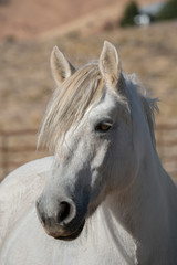 Obraz na płótnie Canvas Scottish Highland Pony (Equus caballus)