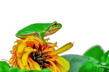 Beautiful Europaean Tree frog Hyla arborea - Stock Image