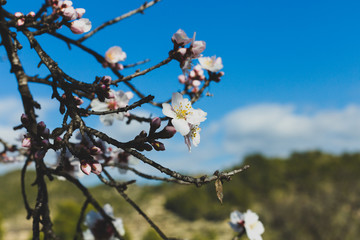 Spring blossom background. Beautiful nature scene with blooming tree on sunny day. Spring flowers. Beautiful orchard in Springtime. Abstract blurred background.