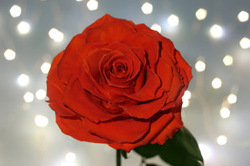 Flowers in the wedding banquet room For the background and card.