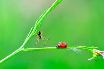 Beautiful ladybug on leaf defocused background