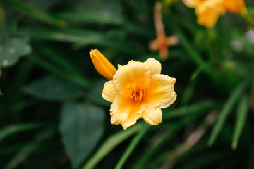 Yellow Flower - Top Down