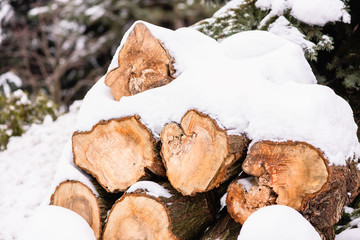 Bunch of logs outdoors under fit-tree in snow