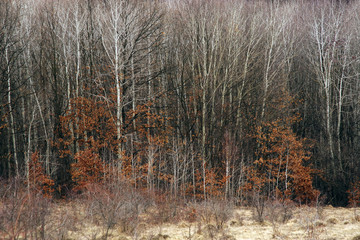 beautiful scene with birches in yellow autumn birch forest in october among other birches in birch grove