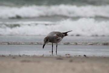 Playa Mexico