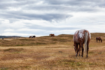 Wild Horse on the Atlantic Ocean Coast during a cloudy evening. Taken in Dungeon Provincial Park, Bonavista, Newfoundland, Canada.