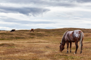 Obraz premium Wild Horse on the Atlantic Ocean Coast during a cloudy evening. Taken in Dungeon Provincial Park, Bonavista, Newfoundland, Canada.