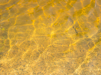 The lizard on the neck sits