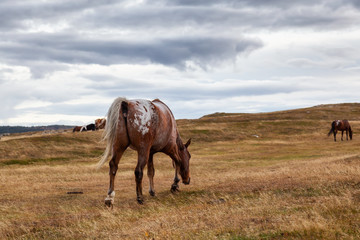 Fototapeta na wymiar Wild Horse on the Atlantic Ocean Coast during a cloudy evening. Taken in Dungeon Provincial Park, Bonavista, Newfoundland, Canada.
