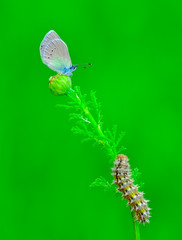 Closeup   beautiful butterfly sitting on flower