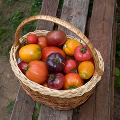 Fresh tomatos in wicker basket