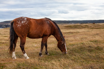 Fototapeta premium Wild Horse on the Atlantic Ocean Coast during a cloudy evening. Taken in Dungeon Provincial Park, Bonavista, Newfoundland, Canada.