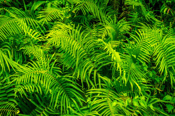 close up of green fern leaves in the forest