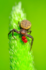 Crab spider feasting on ladybug. Macro photo