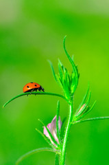 Beautiful ladybug on leaf defocused background
