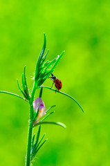 Beautiful ladybug on leaf defocused background