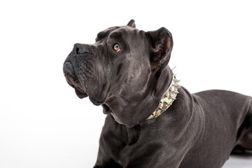 Dog on a white background.