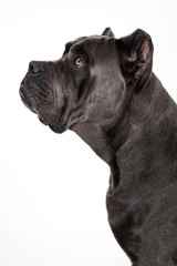 Obraz premium Dog on a white background.