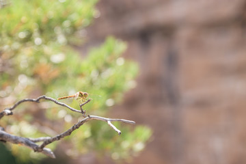 dragonfly on a branch