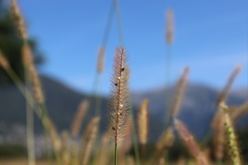 Fototapeta premium Reeds of grass with scenic view of mountain.