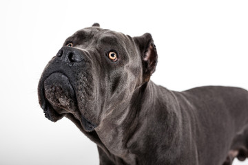 Dog on a white background.