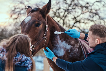 Obraz premium Veterinary man with his assistant treating a brown purebred horse, papillomas removal procedure using cryodestruction, in an outdoor ranch