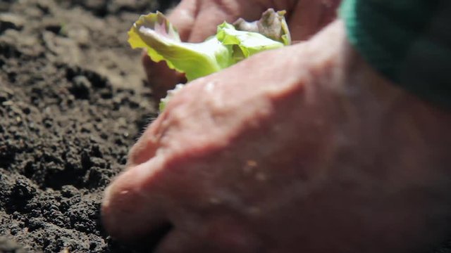 Farmer planting young seedlings of lettuce salad in the vegetable garden