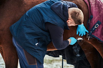 Fototapeta na wymiar Veterinarian treating a brown purebred horse, papillomas removal procedure using cryodestruction, in an outdoor ranch