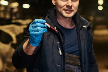 Obraz na płótnie Canvas Veterinarian holding a test-tube with red liquid on a cow farm indoors