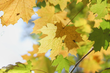 Fototapeta na wymiar Yellow and green autumn maple leaf.