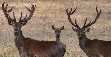 Obraz premium Two adult deer and a fawn look towards the viewer