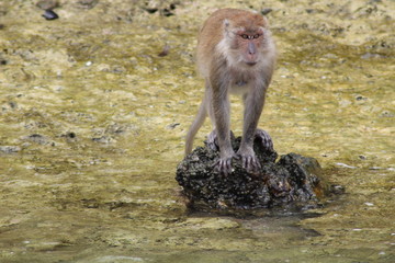 Monkey Island