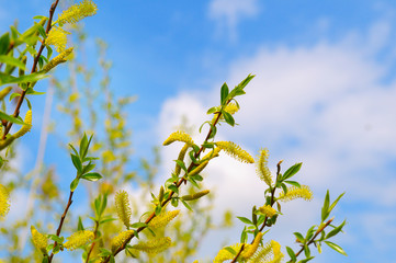 Willow twigs on blue sky background.