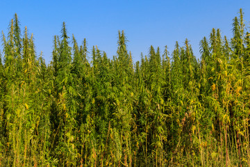 Field of green cannabis (marijuana) plants