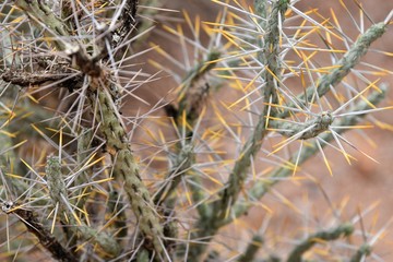 thorns of a cactus
