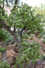 green tree in the forest